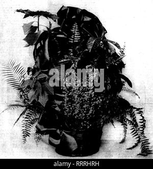 . Les fleuristes [microforme] examen. La floriculture. Dbcbhbeb 10, 1914. Les fleuristes^ Review 45 ;- ?" "•^ ?*".-'.&Lt ;". Le Grand B3WS d'Ribboa rouge sont ao lavariable G&gt;ocomlUat Wortli wtiile de l'usine Arraogemeat Clirittmas-. Sèche-comme des racines et qu'un véritable assèchement sera presque ruiner si pas les tuer. Si l'on sèche, ne pas verser un peu d'eau sur la surface et imaginer que vous imbibez-le. Plonger les pots dans un baquet ou seau d'eau jusqu'à la fin de bulles indique qu'ils sont complètement imbibé. E. Melan- thera est la grande variété de Noël. Certains E. Mediterranea, broche Banque D'Images