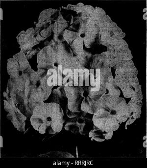 . Les fleuristes [microforme] examen. La floriculture. Plante vivace Phloxes stock le plus vaste au monde Strong un an sur le terrain, les plantes cultivées qui fera une belle saison prochaine affichage Collection générale de Hardy Phlox Albion (moyen). L'un de nos propres Introductions ; produire : très larg(' panicules de fleurs blanc pur, du fait d'un anlllne-yeux rouges. Bacchante (grand). Tyrlan rose, rouge avec des yeux carmin. B. Comte (moyen). Français brillant violet, avec crimson-voiture- shadlngrs la mine. 86 cts. par doz. ; $6,00 par 100. Coqueltcot (Dwarf). Un beau rouge écarlate pure-yeux rouges. 8S cts. par doz. ; Banque D'Images