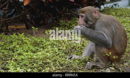 Singe. Macaque Monkey dans la forêt tropicale. Des singes dans l'environnement naturel. Chine, Hainan Banque D'Images