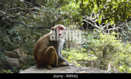 Singe. Macaque Monkey dans la forêt tropicale. Des singes dans l'environnement naturel. Chine, Hainan Banque D'Images