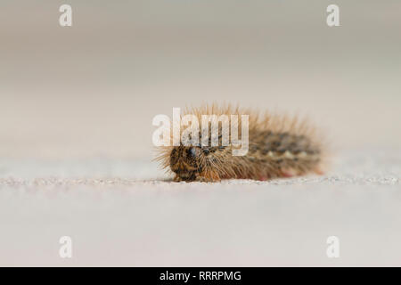 Hairy caterpillar de papillon sur le plancher Banque D'Images