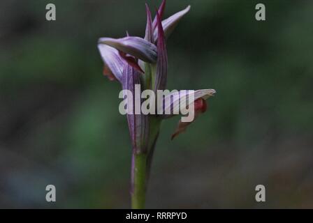 Serapias parviflora. petite fleur orchidée-langue Banque D'Images