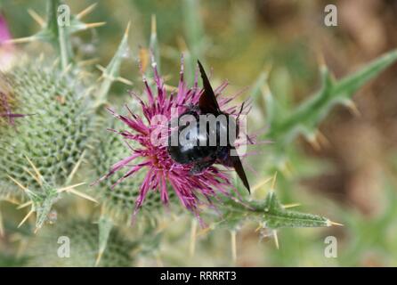 Xylocopa violacea violet abeille charpentière. Banque D'Images