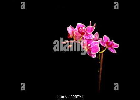 Orchidée de couleur sur fond noir Banque D'Images