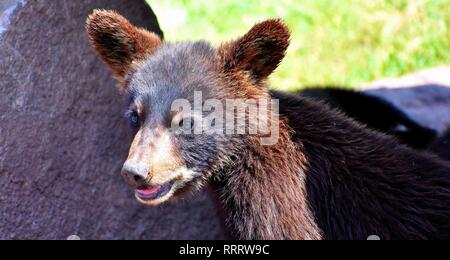 Petit-ours Banque D'Images