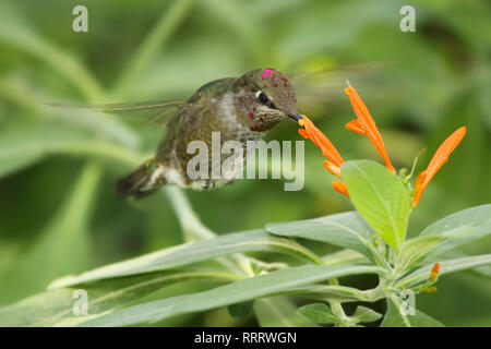 Un Colibri d'Anna planant tout en se nourrissant d'une fleur orangée. Banque D'Images