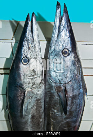 Deux Tanigue, maquereau poissons, debout à côté de l'autre, à un stand au marché central à Puerto Princesa City, Palawan, Philippines Banque D'Images