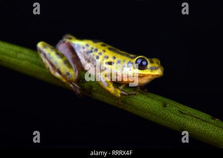 Roseau commun Grenouille (Hyperolius viridiflavus variabilis) Banque D'Images