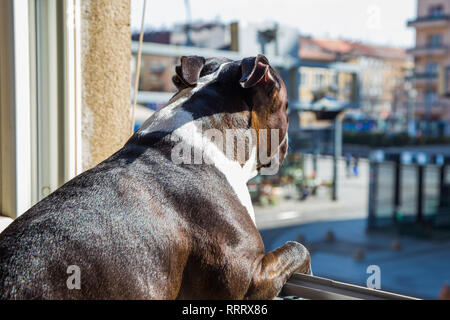 Grande belle Stafford chien à la maison, assis sur la fenêtre et à la recherche sur la rue Banque D'Images