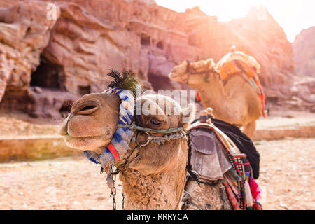 Vue rapprochée de deux beaux chameaux dans le site du patrimoine mondial de l'UNESCO à Petra. Petra est une ville historique et archéologique dans le sud de la Jordanie. Banque D'Images