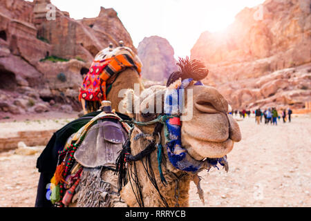Vue rapprochée de deux beaux chameaux dans le site du patrimoine mondial de l'UNESCO à Petra. Petra est une ville historique et archéologique dans le sud de la Jordanie. Banque D'Images