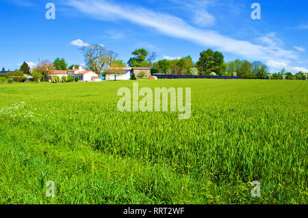 Paysage de champ de blé vert luxuriant, plusieurs maisons parmi les arbres en fleurs, ciel bleu avec des nuages blancs incroyable en France, près de neuvy-en-Mauges. S chaud Banque D'Images
