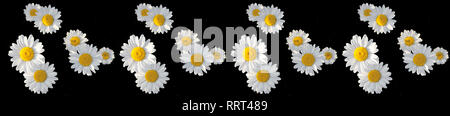 Camomille blanc isolé sur fond noir transparent floral. modèle de fleurs sauvages, de l'élément de conception Banque D'Images