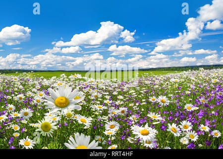 Paysage de printemps avec la floraison des fleurs sur pré. camomille blanc et violet fleurs jacinthes sur terrain. vue d'été de la floraison des fleurs sauvages dans mead Banque D'Images