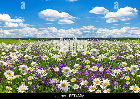 Paysage de printemps avec la floraison des fleurs sur pré. camomille blanc et violet fleurs jacinthes sur terrain. vue d'été de la floraison des fleurs sauvages dans mead Banque D'Images