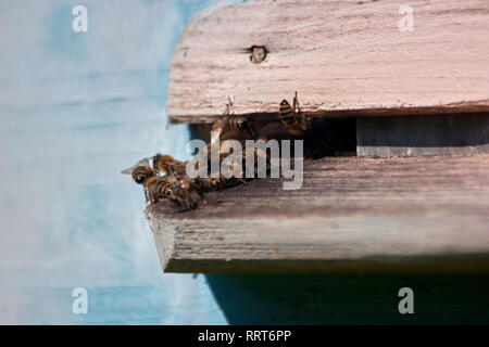 Essaim d'abeilles vole dans une ruche close up. Banque D'Images