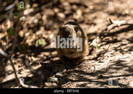 Un baby-sitting dassie sous branches en attente de sa mère Banque D'Images