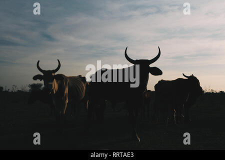 Silhouette de vaches sur l'après-midi dans la campagne, à la province de Formosa, dans le nord de l'Argentine Banque D'Images