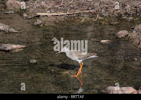 Chevalier arlequin (Tringa erythropus) en plumage d'hiver à se nourrir dans un Barranco de Caleta de Fuste, Fuerteventura, au Kenya. Banque D'Images