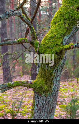 Tronc de bois recouverts de mousse en hiver - forêt mixte de la région de Mazovie, Pologne dans le territoire du Parc National Kampinoski. Banque D'Images