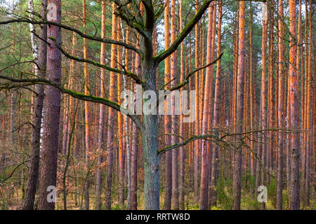 Paysage d'hiver d'une forêt mixte d'Europe centrale dans la région de Mazovie, Pologne dans le territoire du Parc National Kampinoski. Banque D'Images