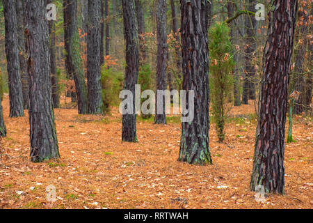 Paysage d'hiver d'une forêt mixte d'Europe centrale dans la région de Mazovie, Pologne dans le territoire du Parc National Kampinoski. Banque D'Images