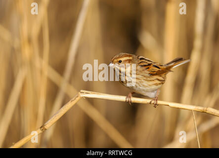 Bruant des roseaux (Emberiza schoeniclus) femelle de manger les graines dans les roselières à Cardiff Bay Cardiff, réserve naturelle des zones humides, dans le sud du Pays de Galles, Royaume-Uni Banque D'Images