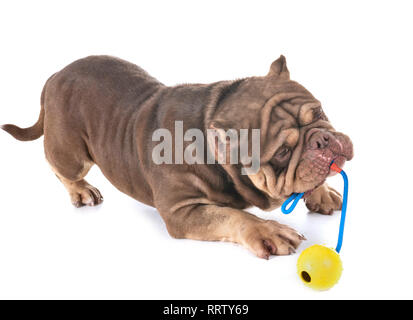 American bully in front of white background Banque D'Images