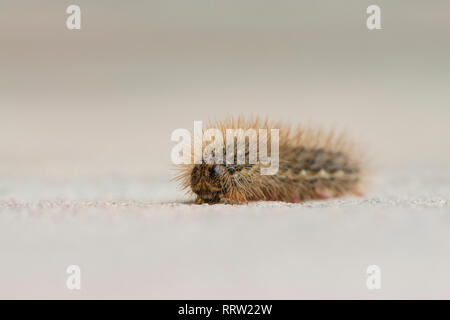 Hairy caterpillar de papillon sur le plancher Banque D'Images