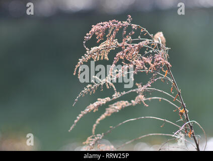 Belles Mauvaises herbes séchées Close-up dans un champ Banque D'Images