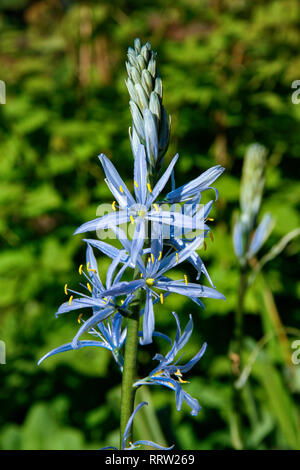 Fleurs en forme d'étoile bleu Camassia cusickii (Cusick's camas) Banque D'Images