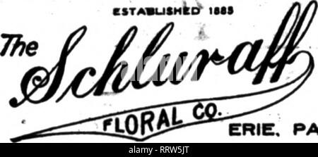 . Les fleuristes [microforme] examen. La floriculture. ERIE. PA.. ^ Toutes les commandes rapidement et soigneusement rempli. DellTeriea Northweetem TJDlTerslty à Côte-Nord et de l'UA. Towna ^« 14 J&gt;AAA&gt;ster St., BYAN8TONNE, malade. L. D-ph&lt;wie 264 ? FISCIIERBROS. assez bien nettoyé. Il y a certains qui avaient si grand un stock qu'ils ont encore beaucoup, mais plusieurs se développer- ers sont entièrement vendus, alors que la demande a été exceptionnellement lourde. Une gamme plus large de variétés a été offert cette saison, et les offres récentes vendre mieux. Il y a de bonnes affiche de Columbine dans plusieurs jardins privés cette saison et qu'ils voient Banque D'Images