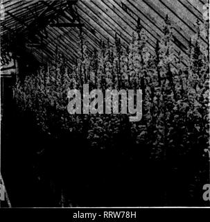 . Les fleuristes [microforme] examen. La floriculture. 56 Les fleuristes^ Review 't"l^.r ; T Adqdst 14, 1913. AUGUSTFOR DOLLARS $$$$$$$$$$$$$$$$$$$$$$$$$ Août est le moment de semer pour le plus grand résultat de SILVER PINK SNAPDRAGON à partir de semences. Semence pour les accom- panying photo ont été semées le 18 août. En semant à la fois une récolte pleine peut être eu à Pâques, qui se poursuivront jusqu'en juillet, d'être plus lourd avec Memorial Day, quand cette photo a été prise. Nous avons dit qu'il n'y avait rien en vue mais s'épanouit et en dollars, et c'est un fait. Silver Pink à partir de graines est facile à cultiver et n'importe qui peut le faire ainsi par foll Banque D'Images