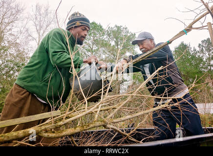 Mets de New York Hall of Famer Cleon Jones, droit, charge une crape Myrtle Tree à Shore Acres Plant Farm, 10 févr. 19, 2019, dans Theodore, Alabama. Banque D'Images