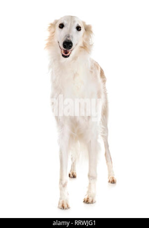 Barzoi blanc in front of white background Banque D'Images