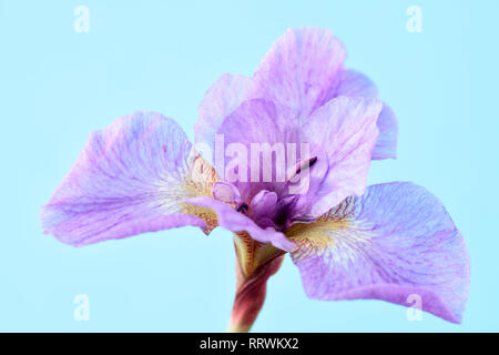 IRIS Banque D'Images