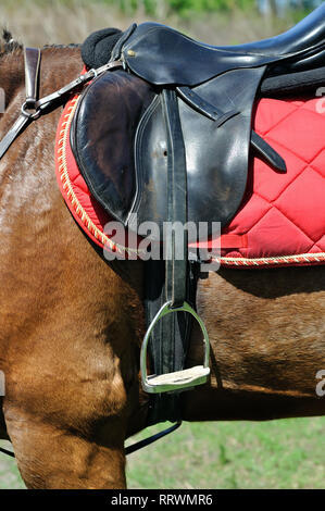 Close up of a horse faisceau, vue de côté, la composition verticale Banque D'Images