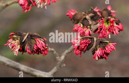 Parrotia persica. Fleurs d'hiver de l'arbre d'ironwood perse - Janvier, UK garden Banque D'Images