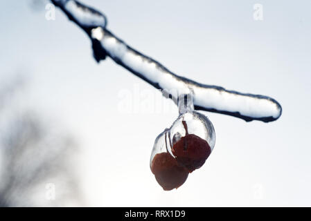 Fruits rouges enrobé de glace après la pluie verglaçante au Québec, Canada Banque D'Images