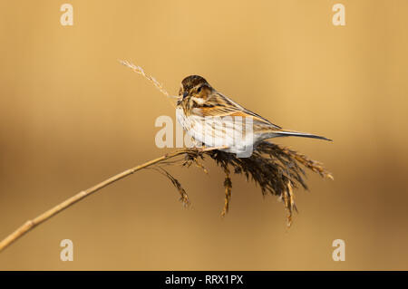 Bruant des roseaux (Emberiza schoeniclus) femelle de manger les graines dans les roselières à Cardiff Bay Cardiff, réserve naturelle des zones humides, dans le sud du Pays de Galles, Royaume-Uni Banque D'Images