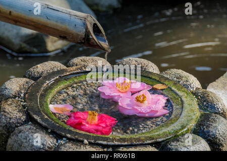 Fleur de camélia et fontaine de style japonais à Los Angeles, Californie Banque D'Images