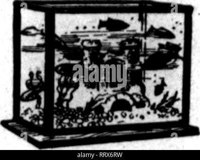 . Les fleuristes [microforme] examen. La floriculture.  ? Si-'.958-^iK-i'monter^' ?&gt;IV- l'examen pour fleuristes OcToiteB^ 1912 10. Le THI AQUARIUMS qui ne fuient pas. W. L. H. Kach n° 1- 7'4xU''2X 7'u...$0,90 No 2-9'4XG4'&lt;2XG0 ...1,40 No 3^ixlT-U'axU"^... 150 Prix par nid (3), 3,75 $ dans Hltrber : ttian certains, mais ça vaut le double. Pour envoyer de l'aquarium de catalogue que nous gruar garantie ne fuira pas. Nicolas WAPLER 28 Warren St., NEW YORK, N. Y. mentionner l'examen lorsque vous écrivez pour le membre du congrès désigné sur l'orignal mâle billet. Mme W. G. Engle a passé la semaine dernière à Xenia, O. Wm. McNary, qui a été malade f Banque D'Images