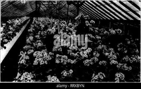 . Les fleuristes [microforme] examen. La floriculture. Dbcxmber 5, 1912. Les fleuristes^ 89 Examen ?&gt;Ca"g$ggggCSgg !ggg"g$gg"gg !gg" !i !g !g^^ NcNURRAY R. S. Vente en gros producteur de plantes. Vue de l'un de nos maisons de primevères PLANTES FINES POUR NOËL Primula Obconica gigantea, fin mélange- ture, la plupart des couleurs sombres pour le holi- jours, 5 pouces, en fleurs, 25c chacune. Cyclamen, bon choix de couleurs, principalement rouge, 6 pouces, en fleurs et bien définie avec des bourgeons, 50c et 75c chacune. Nous avons aussi un joli lot de Primula Obconica en 2-lnch pots, prêt pour 4 pouces, à 1,50 $ par 100. Ils feront bon stock pour la fin de l'hiver et Easte Banque D'Images