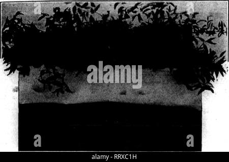 . Les fleuristes [microforme] examen. La floriculture. .. ?^^^^^^r'-M-^.r-Tvy ?jpv WW ;&gt ;- ^,"I^7'" - ? ?f-TT"" SlFTIIHBEB 19, 1912. Les fleuristes- examen. SOITHERN SMILAX sauvages plus joli, plus efficace et gracieux, ainsi que de décoration plus économique evergreen. Début septembre Smilax saison. Donnez nous votre commande. SMIL AX ? FOLIAQB MAQNOLfiv LEAVfeS ^ MAGNOLIA, écrire sur le fil ou par téléphone, Evergreen Se ChdSe Lee &AMP ; Europe^^ AjTbf ReTlew •La mention lorsqu'yon écrire. Galax Bronze Wholenle norist KRUCHTEN, JOHN, liOna : Distance Pbone 6360 $ Centrale S.OO pour toute quantité de cas 162 N. Wabish Banque D'Images