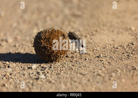 Libre de ponderosa poussant une brindille balle en route poussiéreuse Banque D'Images