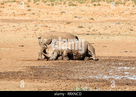 Une paire de White Rhino par un point d'eau dans le sud de la savane africaine Banque D'Images