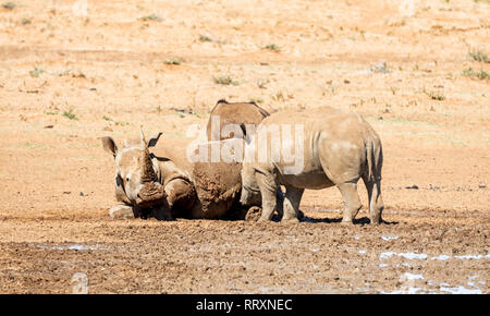 Une paire de White Rhino par un point d'eau dans le sud de la savane africaine Banque D'Images