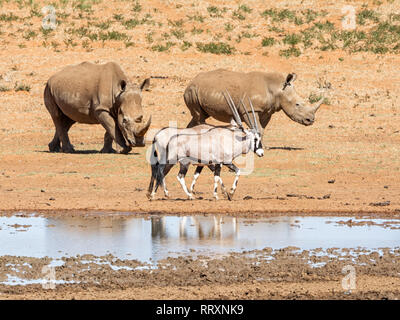 Une paire de rhinocéros blanc et Oryx par un point d'eau dans le sud de la savane africaine Banque D'Images