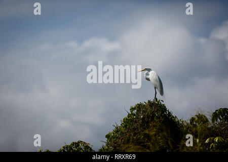 Aigrette se trouve au sommet d'un buisson en silhouette contre le ciel nuageux Banque D'Images