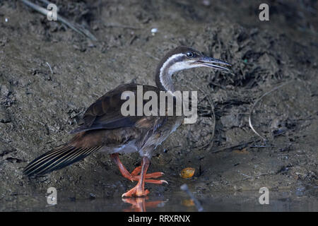 African finfoot dans son habitat naturel en Gambie Banque D'Images